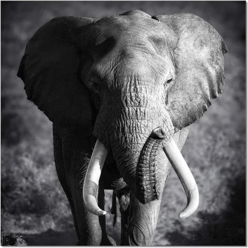 Elephant Power Wall Art in Black & White